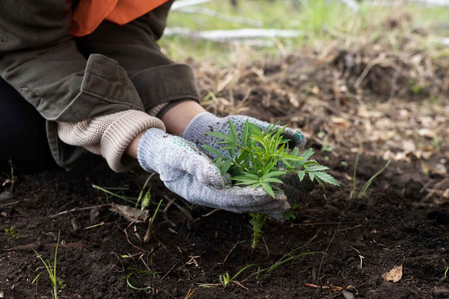 Professional Tree Service in Cullowhee, NC